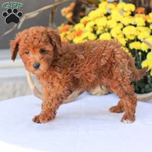 Liam, Miniature Poodle Puppy