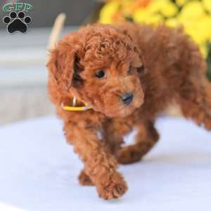 Liam, Miniature Poodle Puppy