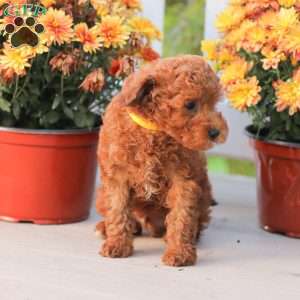 Liam, Miniature Poodle Puppy