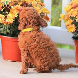 Liam, Miniature Poodle Puppy
