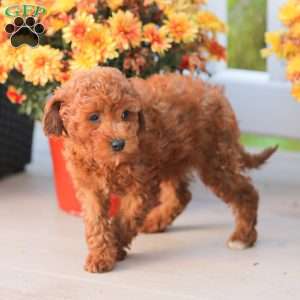 Liam, Miniature Poodle Puppy
