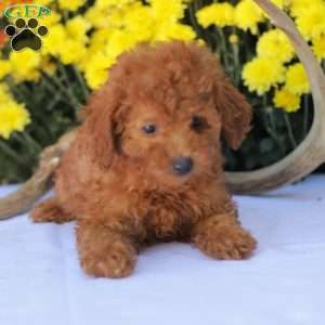 Cathy, Miniature Poodle Puppy