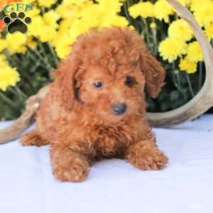 Cathy, Miniature Poodle Puppy