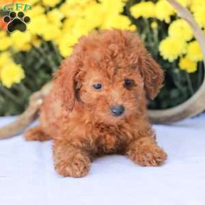 Cathy, Miniature Poodle Puppy