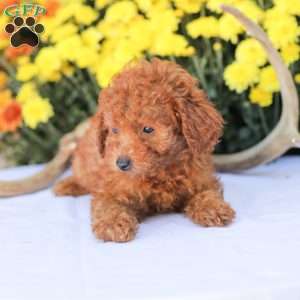 Cathy, Miniature Poodle Puppy