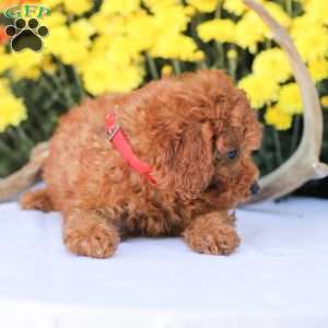 Cathy, Miniature Poodle Puppy