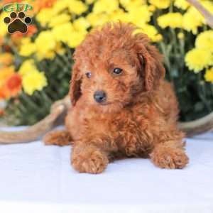 Cathy, Miniature Poodle Puppy