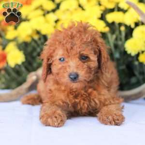 Cathy, Miniature Poodle Puppy