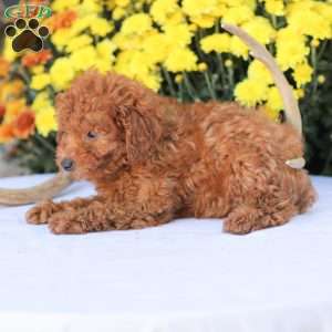 Cathy, Miniature Poodle Puppy