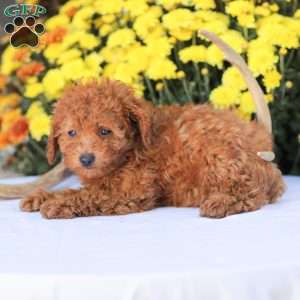 Cathy, Miniature Poodle Puppy