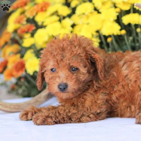 Cathy, Miniature Poodle Puppy