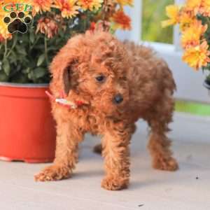 Cathy, Miniature Poodle Puppy