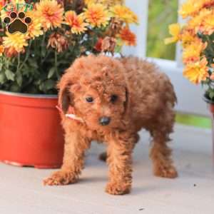 Cathy, Miniature Poodle Puppy