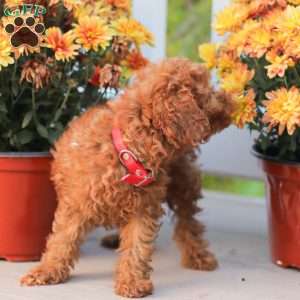 Cathy, Miniature Poodle Puppy