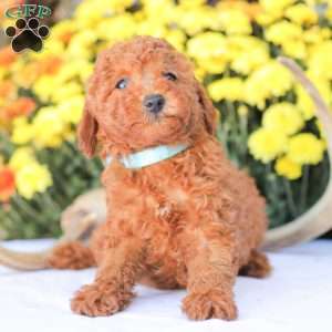 Ray, Miniature Poodle Puppy