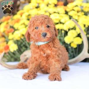 Ray, Miniature Poodle Puppy