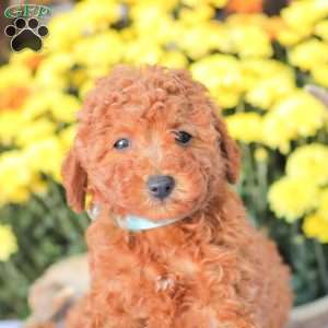 Ray, Miniature Poodle Puppy