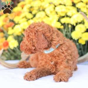 Ray, Miniature Poodle Puppy