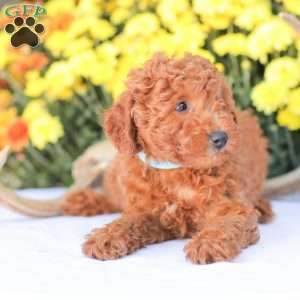 Ray, Miniature Poodle Puppy