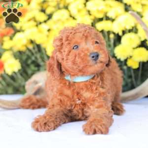 Ray, Miniature Poodle Puppy