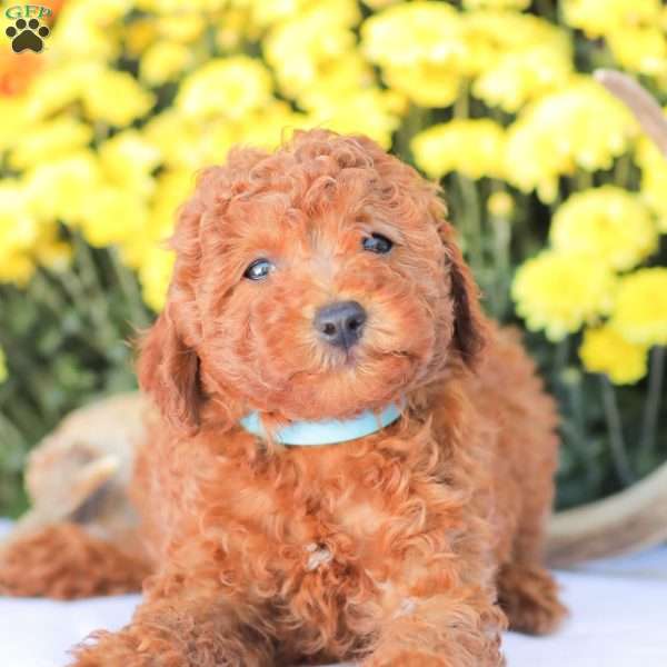 Ray, Miniature Poodle Puppy