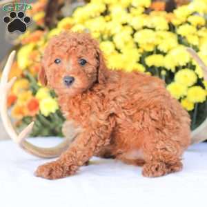 Ray, Miniature Poodle Puppy