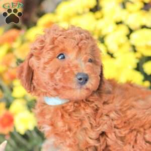 Ray, Miniature Poodle Puppy