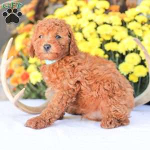 Ray, Miniature Poodle Puppy