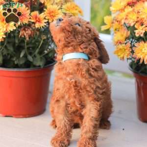 Ray, Miniature Poodle Puppy