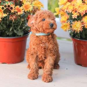 Ray, Miniature Poodle Puppy