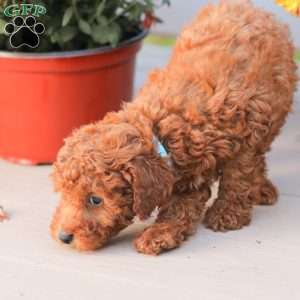 Ray, Miniature Poodle Puppy