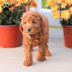Ray, Miniature Poodle Puppy