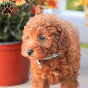 Ray, Miniature Poodle Puppy