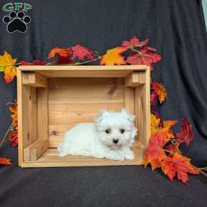 Sugar, Maltese Puppy