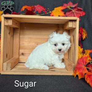 Sugar, Maltese Puppy