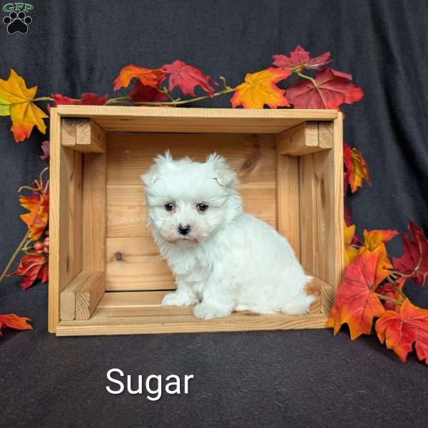 Sugar, Maltese Puppy