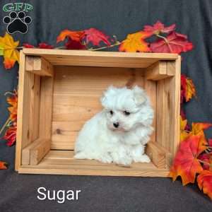 Sugar, Maltese Puppy