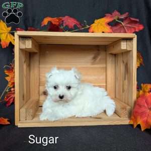 Sugar, Maltese Puppy