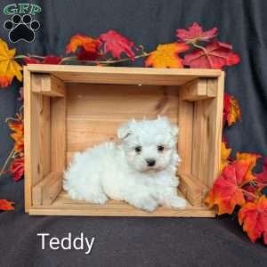 Teddy, Maltese Puppy
