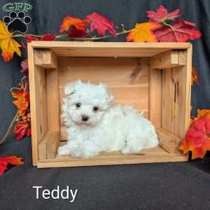 Teddy, Maltese Puppy