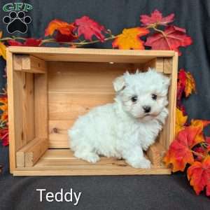 Teddy, Maltese Puppy