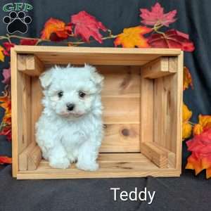 Teddy, Maltese Puppy