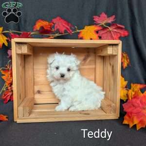 Teddy, Maltese Puppy