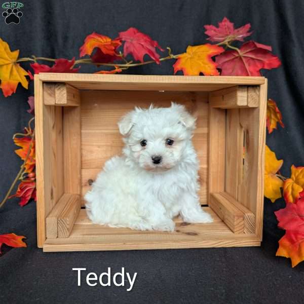 Teddy, Maltese Puppy