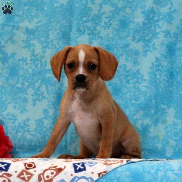 BJ, Boston Terrier Mix Puppy