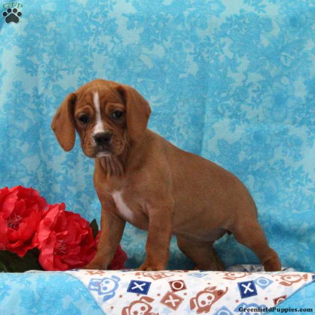 Betty (Mixed breed, Female) in Quarryville, PA