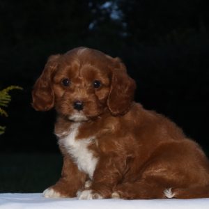 Delmer & Charlene Leinbach, View Puppies Breeder