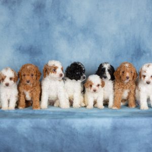 Mary Kauffman,  Breeder