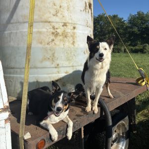 Christian Hoke, View PuppiesView Puppies Breeder