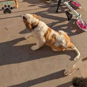 “Lia” Amelia Earhart, Saint Bernard Puppy